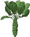 Shaved Brussels Sprout, Potato, Parmesan Pizza