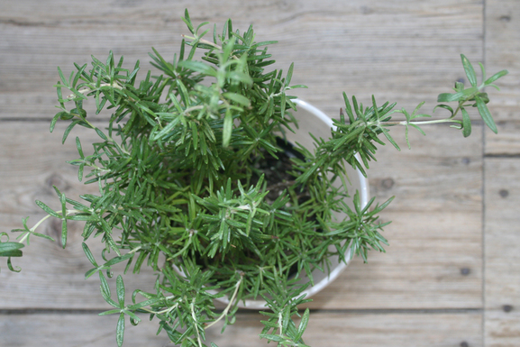 8rosemary