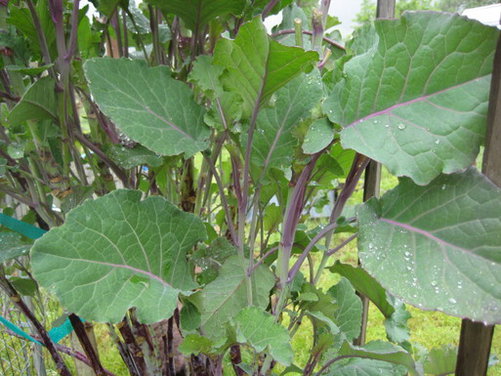 Minestra of Spring Greens and Herbs with (Optional) Truffled Polenta Croutons