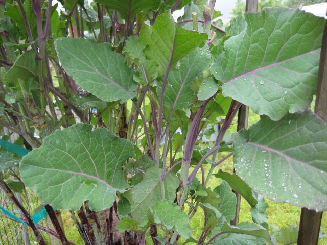 Minestra of Spring Greens and Herbs with (Optional) Truffled Polenta Croutons