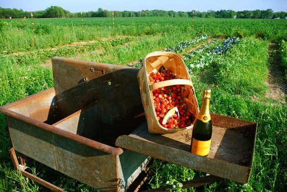 Sun Baked Strawberries with Madame Clicquot