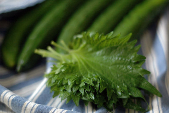 Quick Cucumber and Shiso Pickles