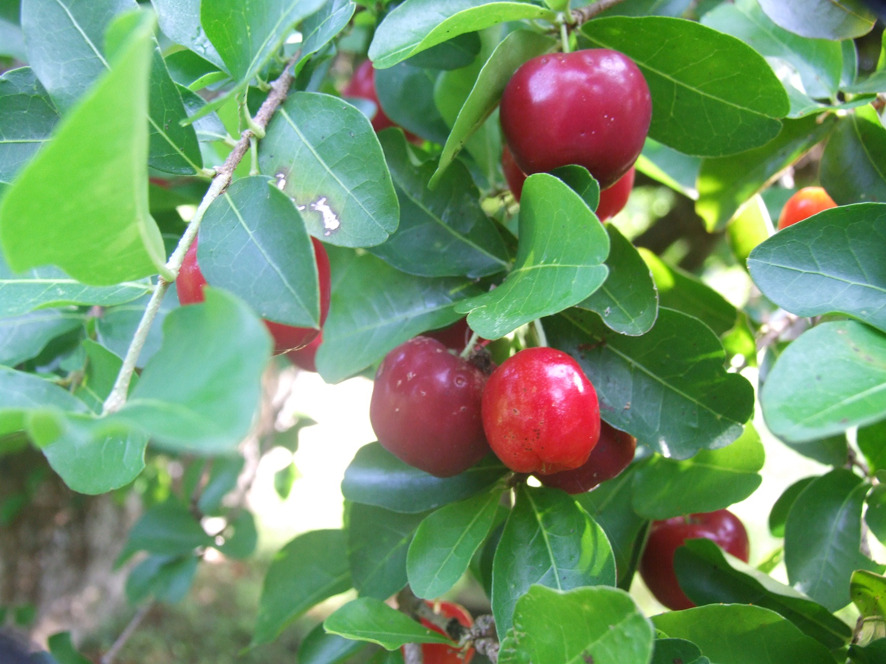 Spicy Cherry Sauce