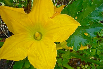 Summer Squash Risotto with Meyer Lemon 