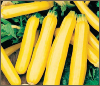 Yellow_squash