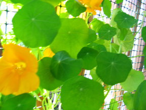 Basil & Nasturtium Summer Salad