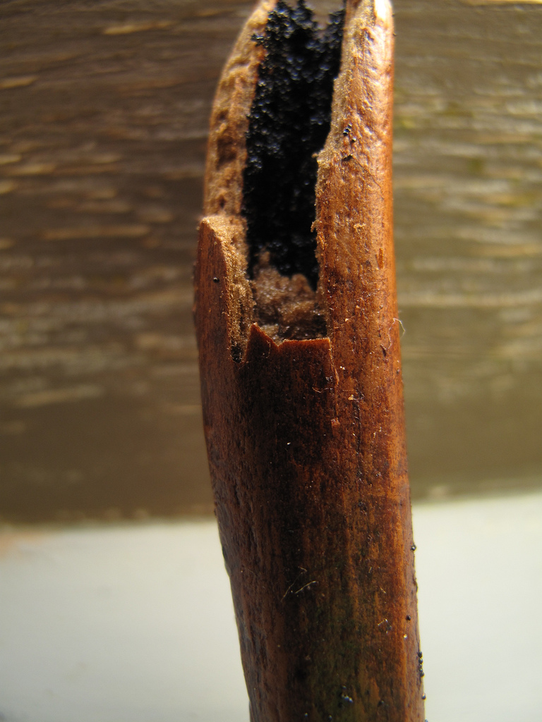 Homemade vanilla powder