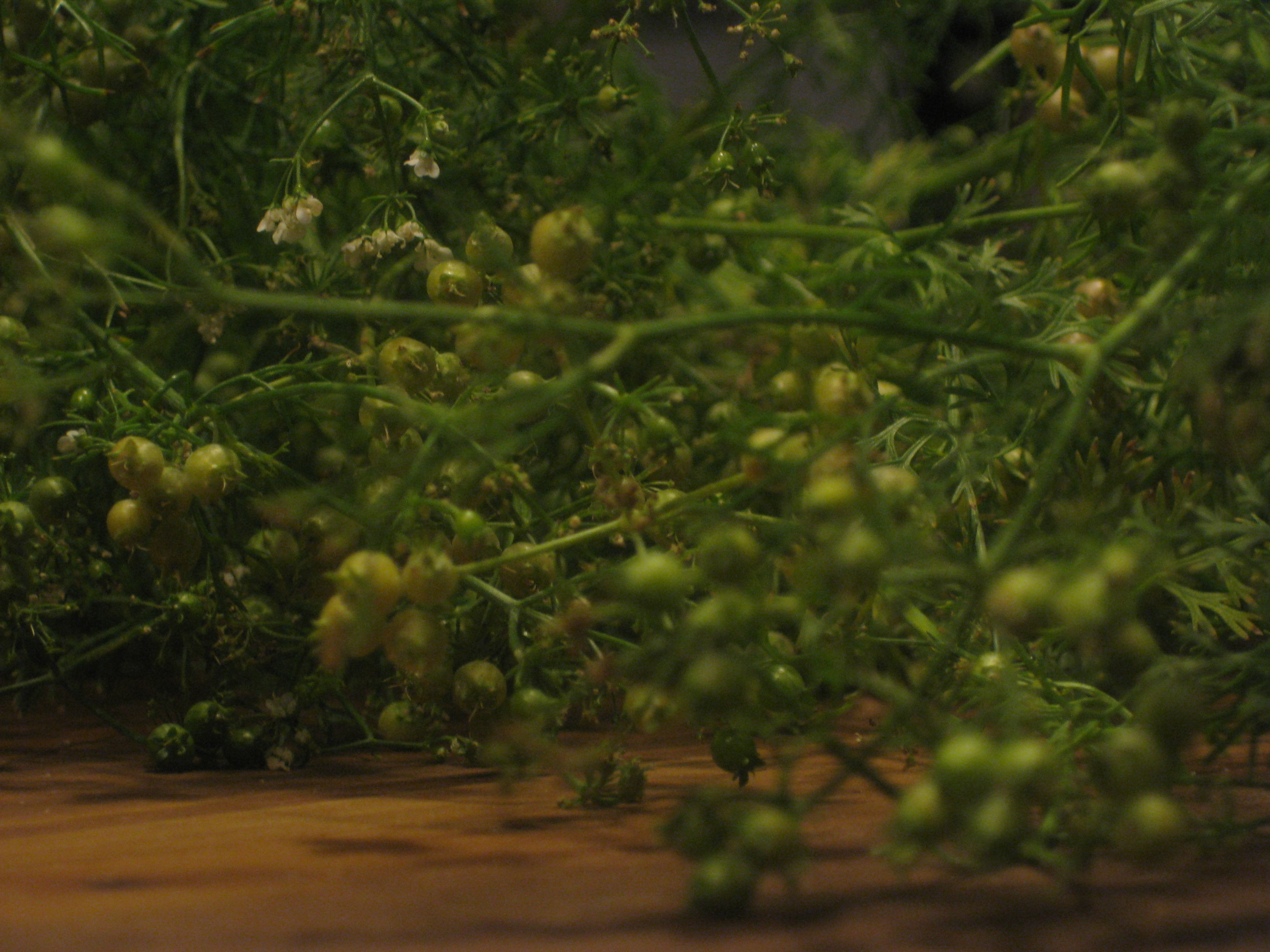 Zucchini and Green Coriander Pasta