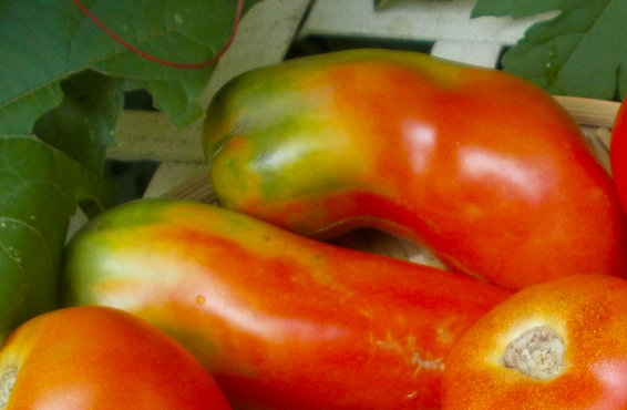 Zweibel Kuchen (avec tomatoes in the summer, sans in the winter)