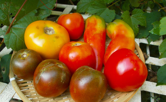 Making an heirloom tomato salad come even more alive...
