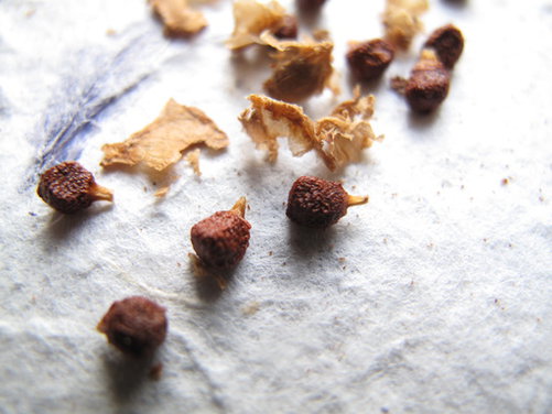 Grains of Paradise PB dip
