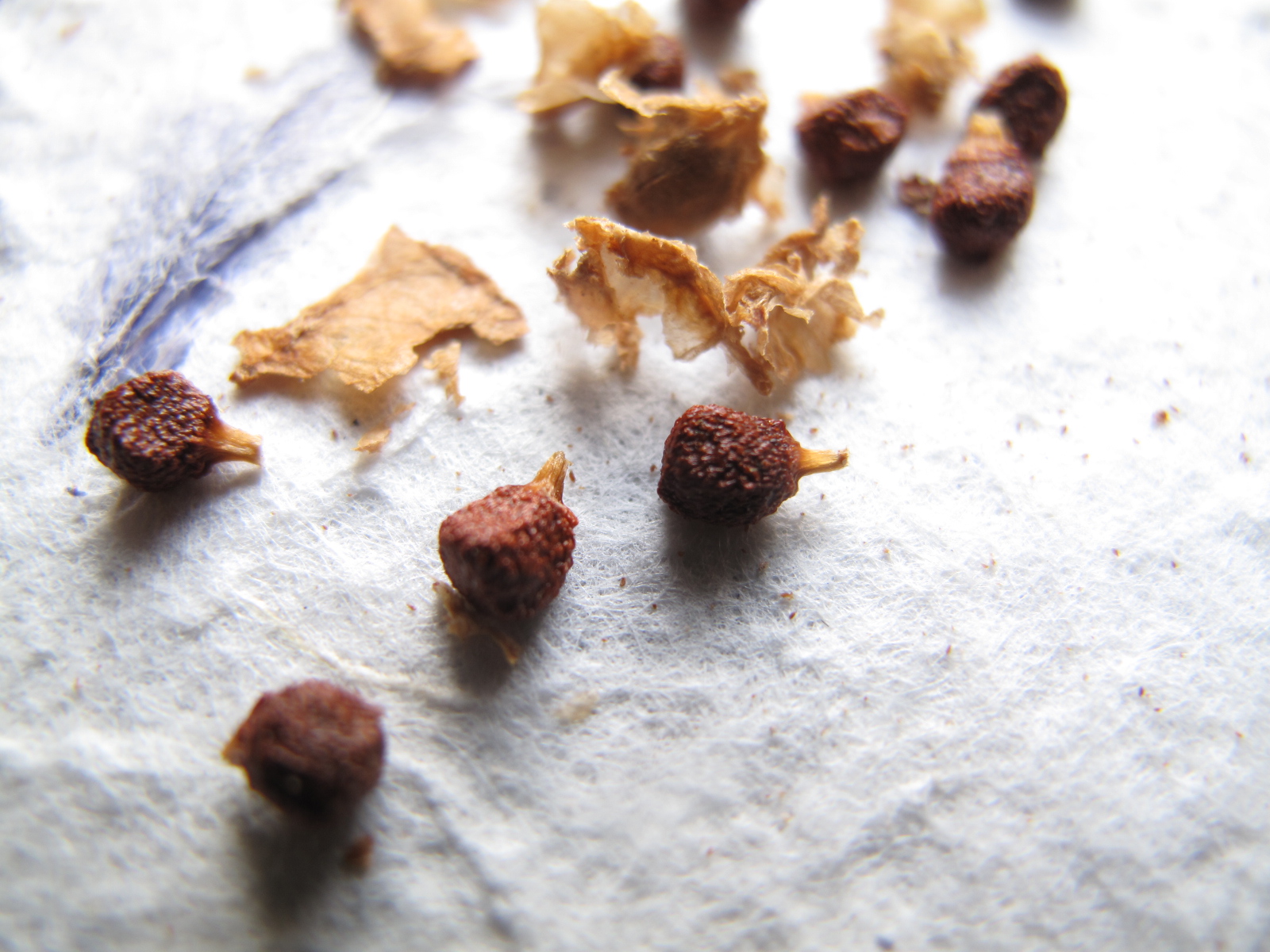 Grains of Paradise PB dip