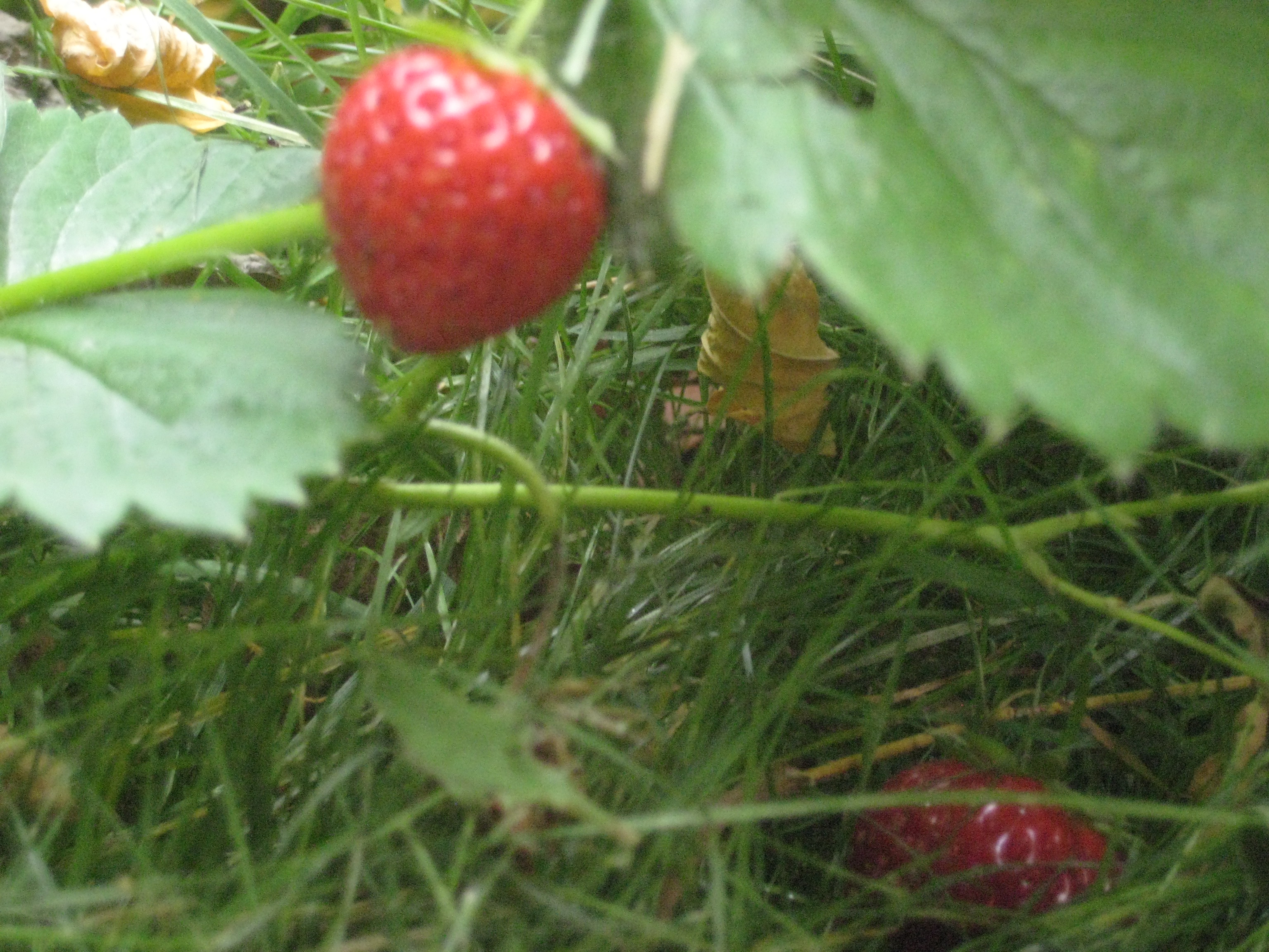 Strawberry Refreshment
