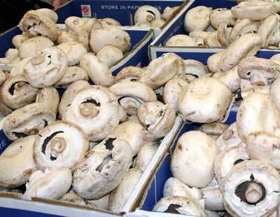 Champignon