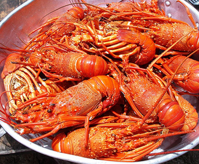 Lagosta Suada - Portugal - Lobster in Tomato and wine sauce