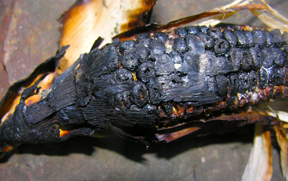 anatomy of a grilled corn salad
