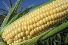 Simple Frozen Sweet Corn