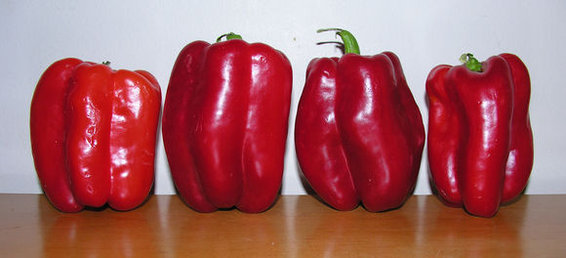 Fresh stuffed red pepper shells with pearl couscous, forbidden rice, kamut or red quinoa