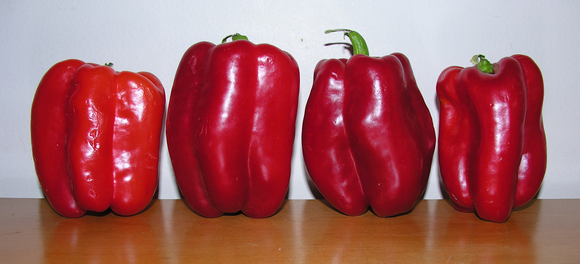 Fresh stuffed red pepper shells with pearl couscous, forbidden rice, kamut or red quinoa