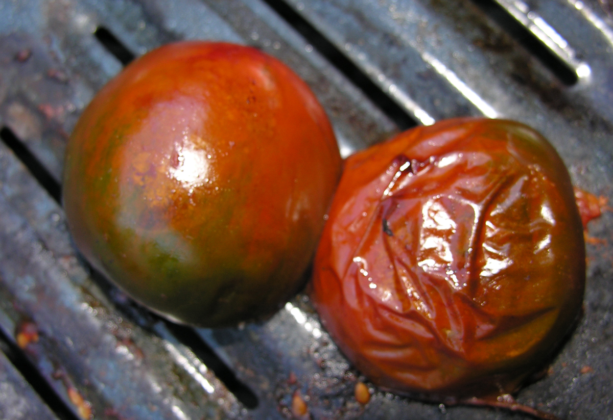 Roasted red pepper and black cherry tomato bruschetta, Pollock style