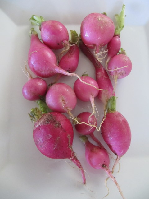 CSA Radish Soup with Potatoes, Turnips and Pink Peppercorn