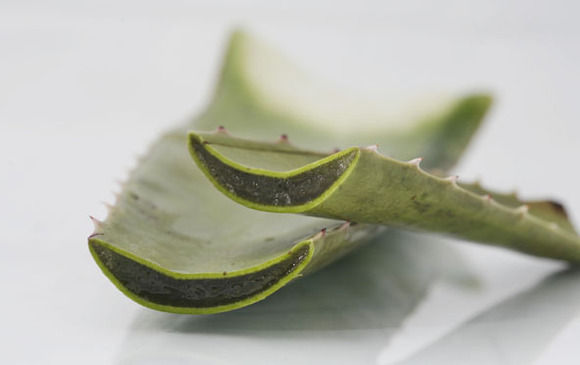 Aloe_vera