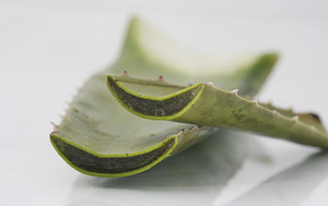 Aloe_vera
