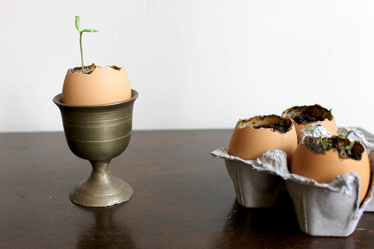 Eggs4