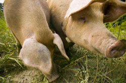 Flyingpigs_kielbasa