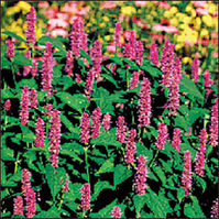 Seedsavers_hyssop