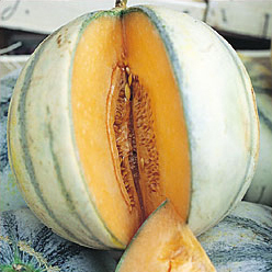 Seedsavers_charentais