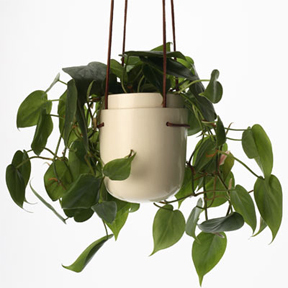 Perch_plantpod