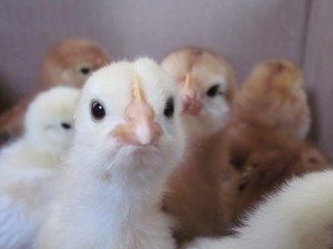 Chickens-garden-crisp-061