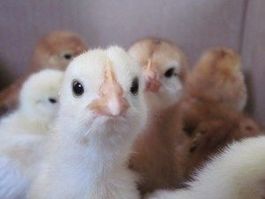 Chickens-garden-crisp-061