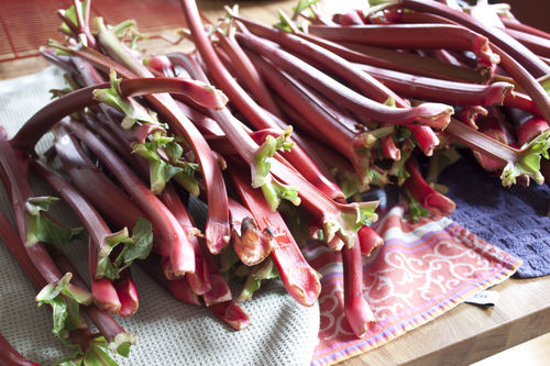 20lbsrhubarb