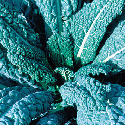Seedsavers_lacinato