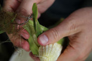 Recipes from the Road: Corn "Chowder"