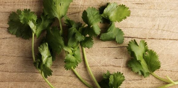 Cilantro_960x320