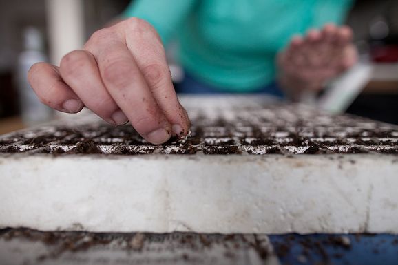 Seed_starting_seeds