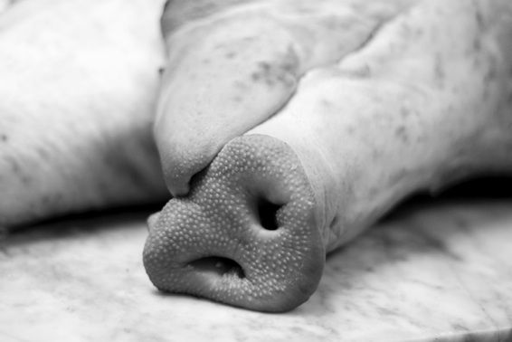 Post_3_ethics_article_pigs_head_black_and_white_food52