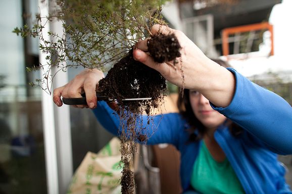 Trimming_root_ball