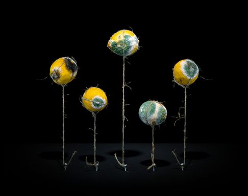 34._lemons__fin