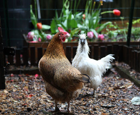 2012-5-1-girls_rainy_day