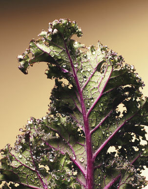 Kale-646