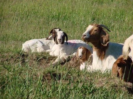 Goat.jpg
