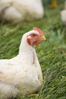 Spring-chicken-2