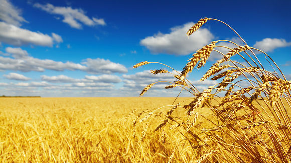1280-wheat-strain-salty-soil