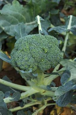 La-heb-healthy-cheap-food-usda-20120516-001