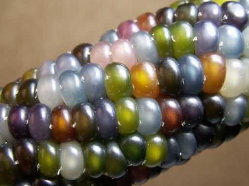Glass-corn-1-e1337100689837