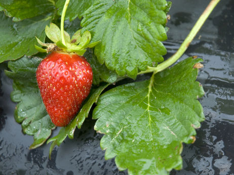 Strawberryclose